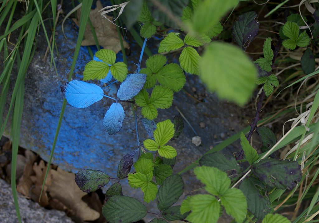 one blue leaf among green ones