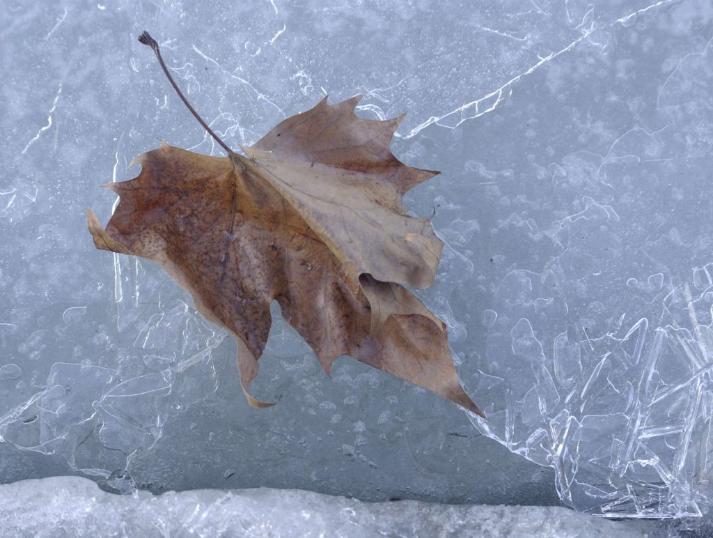 feuille morte prise dans la glace