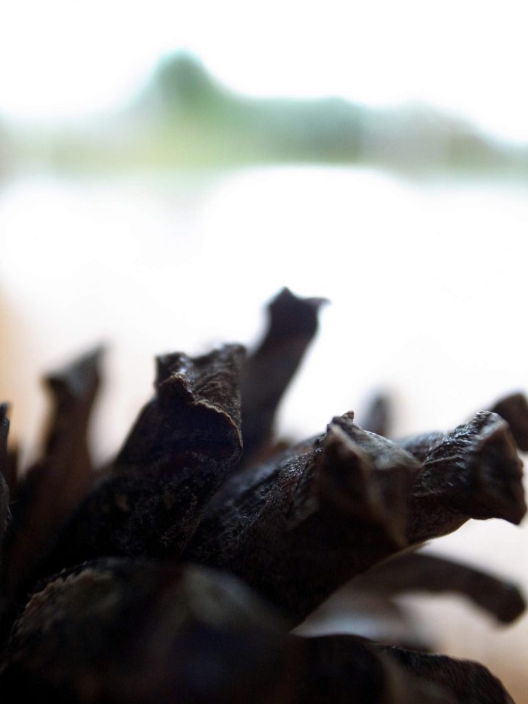 pine cone detail