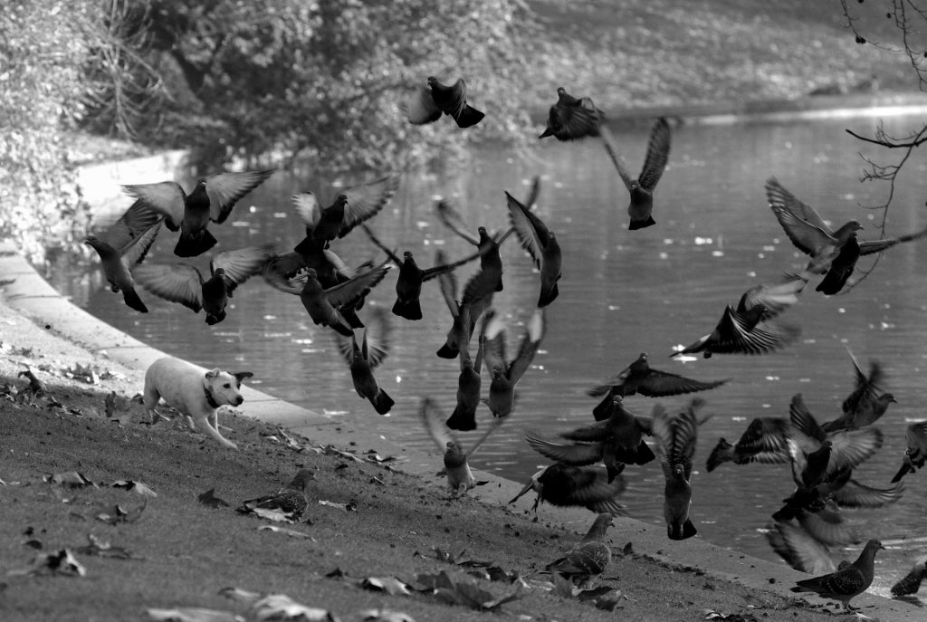 Parc des Buttes Chaumont, Paris